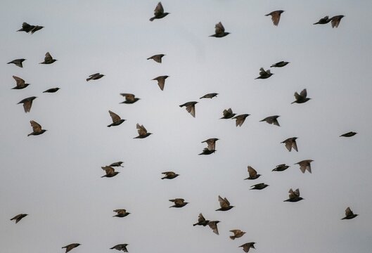 Star, starling, Sturnus vulgaris, birds, flying, flight, passeri, songbirds, swarm of birds, bird migration, birds