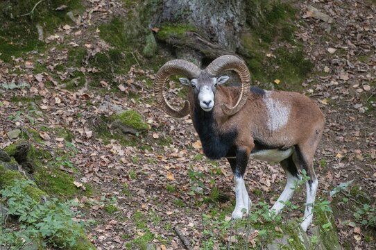 Artiodactyla, even-toed ungulate, mouflon, mouflon, mouflon, ovis gmelini musimon, cloven-hoofed, mammals, sheep, mammals, rams, game