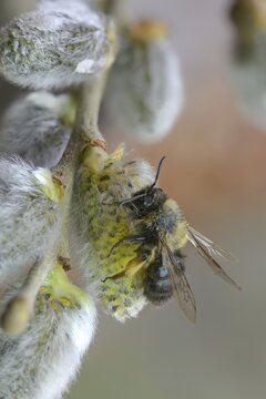 Andrena vaga, Andrenidae, floodplain sand bee, grey-backed mining bee, hymenoptera, sand bee, willow sand bee, female, high size, portrait format, insects, female