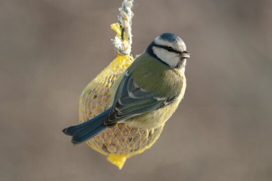 Blue tit, parus caeruleus, birds, feeding, tits, passeri, songbirds, songbirds, tits, birds, winter feeding