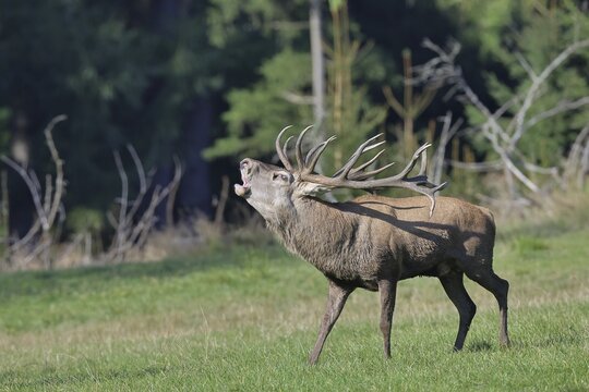 Red deer (Cervus elaphus) during the rutting season, a large stag roaring in a forest clearing, wildlife, Sauerland, North Rhine-Westphalia, Germany