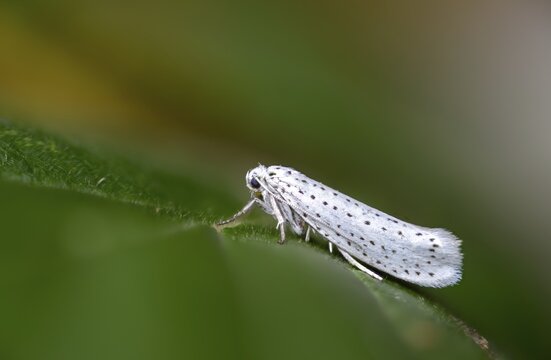 Bird-cherry ermine, ghost moth, grape cherry moth, Yponomeuta evonymella, insects, moths, moths, butterflies