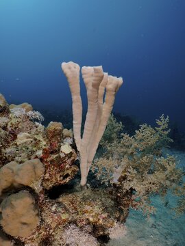 Colony siphon sponge (Siphonochalina siphonella) Tube sponge. Dive site House Reef, Mangrove Bay, El Quesir, Red Sea, Egypt