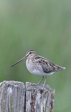 Snipe (Gallinago gallinago), standing on fence posts of a pasture, on moorland, snipe birds, wildlife, nature photography, Ochsenmoor, Naturpark D&uuml;mmer See, H&uuml;de, Lower Saxony, Germany