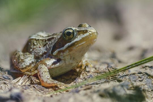 Moor frog, moor frog, rana arvalis, amphibians, amphibians, frog, frogs, young animal, juvenile, amphibians