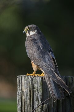 Tree falcon, falco subbuteo, hobby, birds, falcon, falconiformes, falcons, birds of prey, high size, portrait format, raptors, birds
