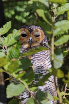 A sleepy Spotted wood owl, Strix seloputo, sitting in a tree, partially hidden behind leaves. One eye closed