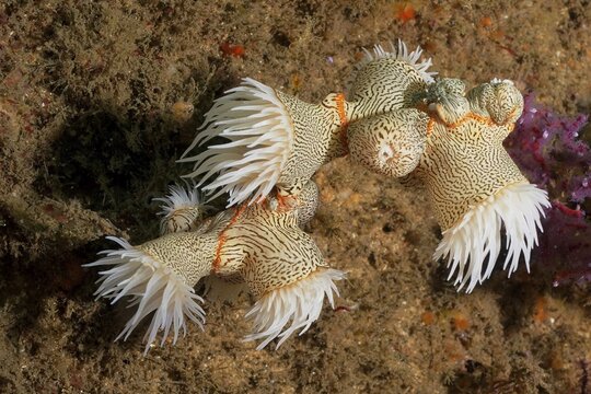 Tiger anemone, gorgonian wrapper (Nemanthus annamensis), Aliwal Shoal dive site, Umkomaas, KwaZulu Natal, South Africa