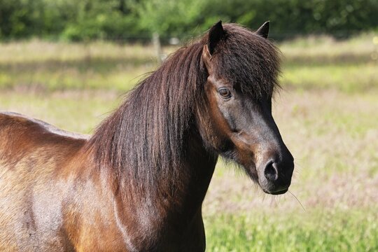 Icelandic horse (Equus islandicus), gelding, Schleswig-Holstein, Germany