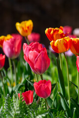 Fototapeta premium Colorful tulips Rembrandt Triumph and Darwin hybrid varieties blooming in spring garden