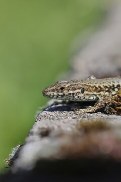 Wall lizard (Podarcis muralis), European wall lizard, in a vineyard, portrait, reptiles, animals, lizards, Cochem, Moselle, Rhineland-Palatinate, Germany