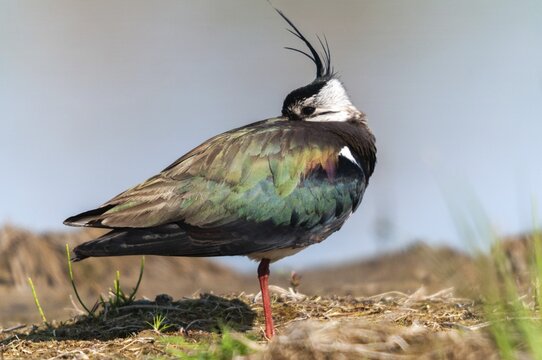 Lapwing, vanellus vanellus, birds, charadriiformes, limikolen, plovers, sleep, birds, waders, waders