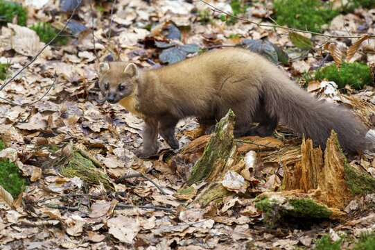 Pine martens (Martes martes) on the forest floor, Vechta, Lower Saxony, Germany