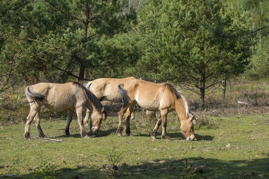 Equus caballus, domestic horse, odd-toed ungulates, perissodactyla, grazing, domesticated animals, extensive grazing, pet, horses, landscape management, landscape preservation, mammals, horses, mammals, unpaired ungulates