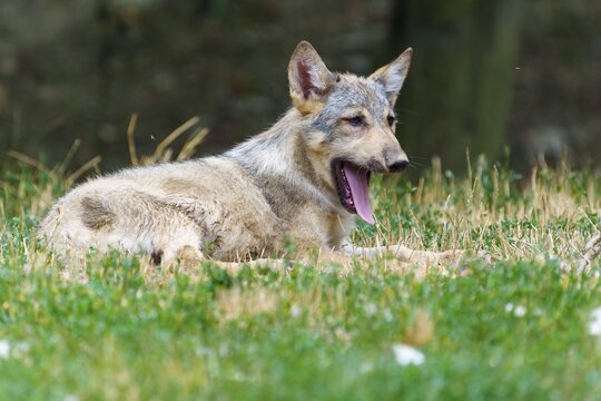 Timberwolf, wolf, American wolf (Canis lupus lycaon), Germany. A wolf lies in the grass, with an air of calm and serenity