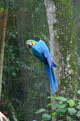 parque das aves - foz do iguçu © jorgealberto