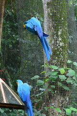parque das aves - foz do iguçu © jorgealberto