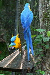 parque das aves - foz do iguçu © jorgealberto