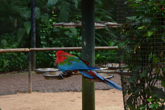 parque das aves - foz do igu&ccedil;u