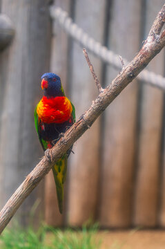 A vibrant rainbow lorikeet (Trichoglossus moluccanus) 