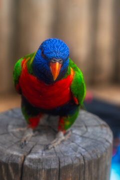 A vibrant rainbow lorikeet (Trichoglossus moluccanus) 