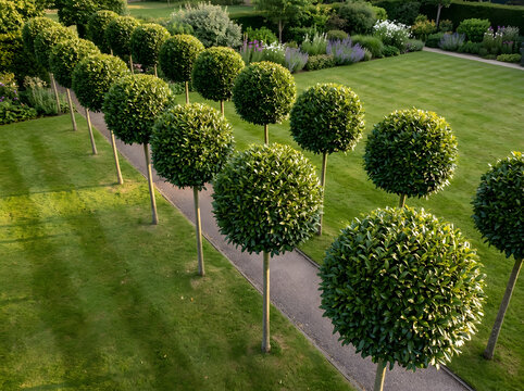 Manicured garden with spherical topiary trees | Formal landscape design with lush green lawn | Elegant pathway lined with bay laurel trees | Professional backyard landscaping