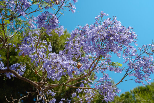 Close-up of jacaranda (Jacaranda mimosifolia) displaying purple flowers and green foliage, Patras, Greece.