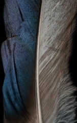 close up of a feather © Jonah