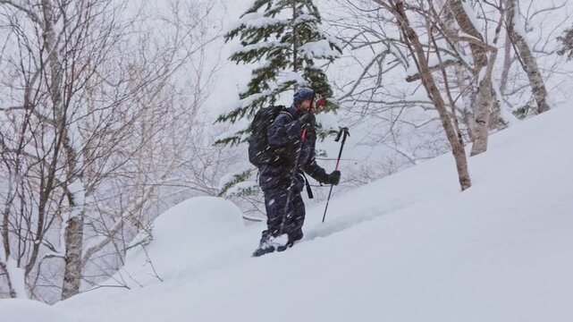 Splitboarder hiking uphill in a snowy Japanese forest