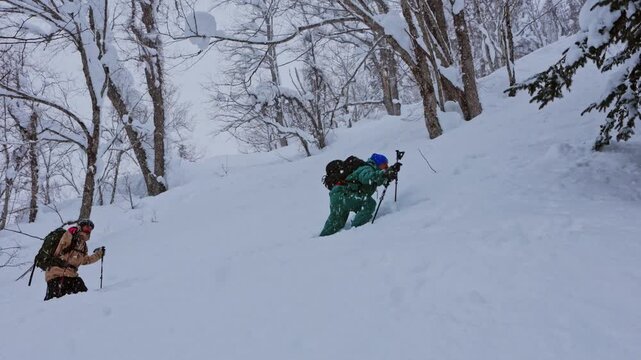Two backcountry skiers hiking up a snowy mountain forest in Japan