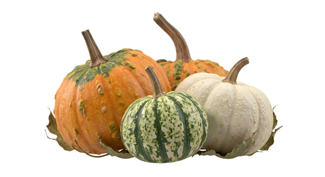 Assortment of colorful gourds and pumpkins arranged with dried leaves for autumn