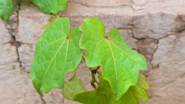 Green Boston Ivy Leaves Climbing on Rustic Stone Wall