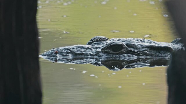 Still crocodile floating in a calm jungle river in puerto escondido, mexico with water reflection