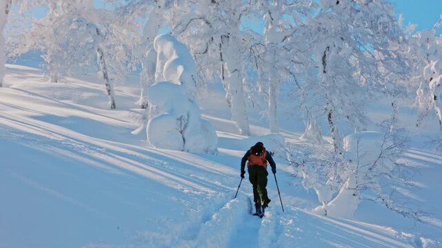 Ski tourer ascending snowy mountain forest in Hokkaido