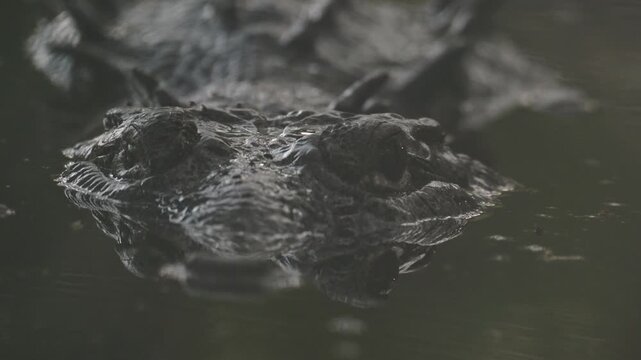 Caiman's eyes just above the water surface looking directly at the camera in a mangrove swamp