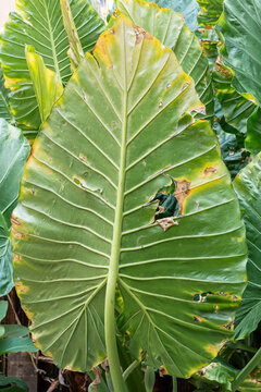 elephant ear