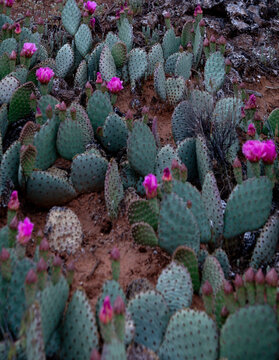 Prickly Pear Cactus