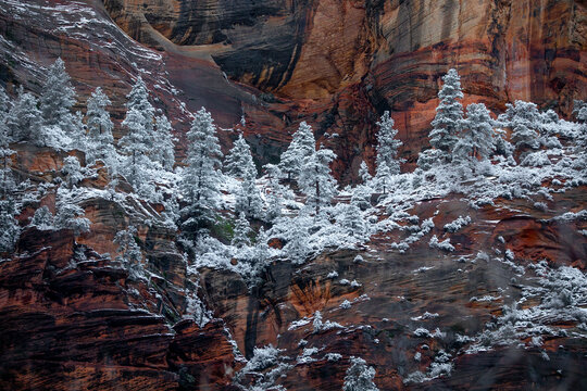 Snowy Zion