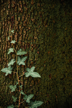 ivy on a tree