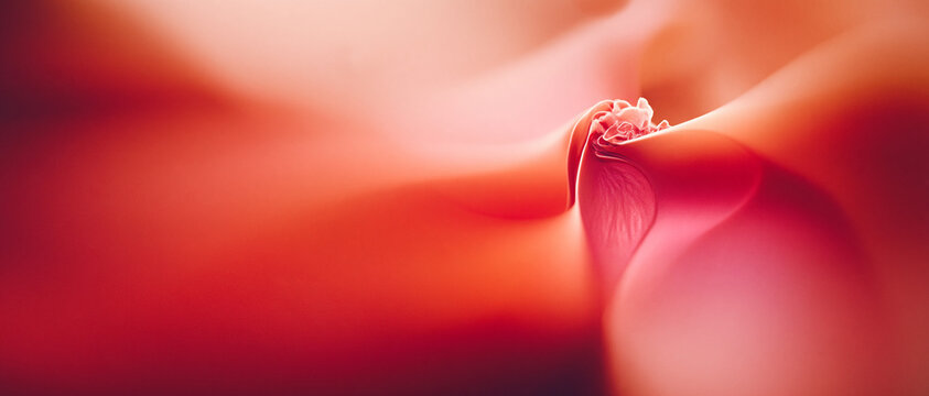 A soft-focus abstract macro of a blooming flower with red and blush gradients. Smooth transitions and tactile grain create a refined, artistic floral background.