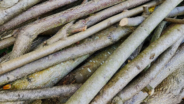 Cut branches and trunks of varying thicknesses form a long pile of wood at the edge of the forest.