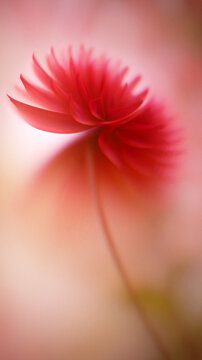 A blurred red flower silhouette emerges gently from a soft gradient background. Elegant petals and fine analog grain create a dreamy, abstract floral composition.