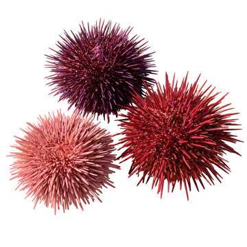 Colorful sea urchins show shades of pink and purple on a light surface as they sit together in a sunny coastal area
