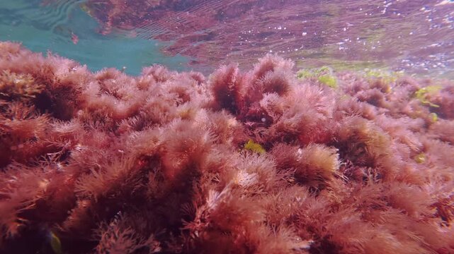 Submerged shot of lush red algae thicket swaying in tidal flow under water surface in Sea, small Atherina sand smelt fish swimming in background. Natural underwater scene with seaweed at surf time