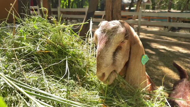 A Nubian goat is eating fresh grass.