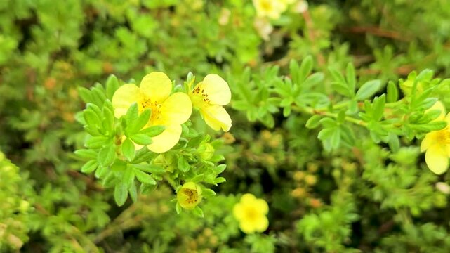 Golden Yellow Hypericum Patulum Hidcote Flowers Blooming in Park Garden
