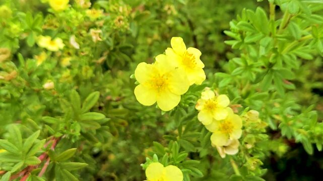 Golden Yellow Hypericum Patulum Hidcote Flowers Blooming in Park Garden