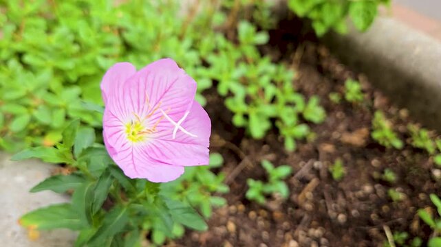 Pink Evening Primrose Oenothera Speciosa Flower Blooming in Urban Garden Bed