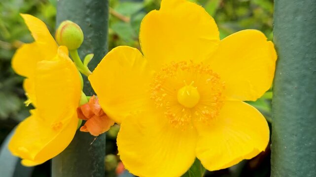 Golden Yellow Hypericum Patulum Hidcote Flowers Blooming in Park Garden