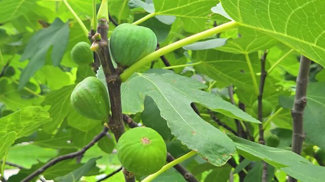 Unripe Green Figs Growing on Tree Branch with Leaves in Garden